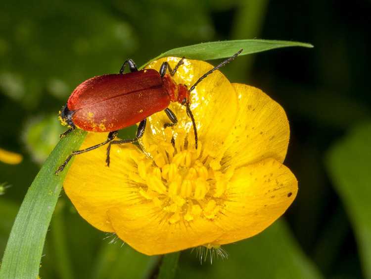 You are currently viewing Coléoptères et pollinisation – Informations sur les coléoptères qui pollinisent