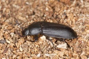 Lire la suite à propos de l’article Faits sur les Darkling Beetle – Conseils pour se débarrasser des Darkling Beetles