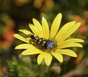 Lire la suite à propos de l’article Que sont les coléoptères vésiculeux : le coléoptère vésiculeux est-il un ravageur ou un avantage