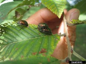 Lire la suite à propos de l’article Que sont les coléoptères éclaireurs : faits et informations sur le coléoptère japonais