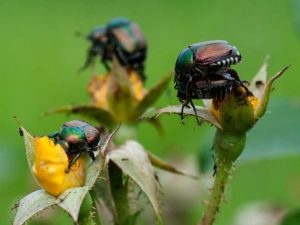 Lire la suite à propos de l’article Dommages causés par les coléoptères japonais aux roses – Comment se débarrasser des coléoptères japonais sur les roses