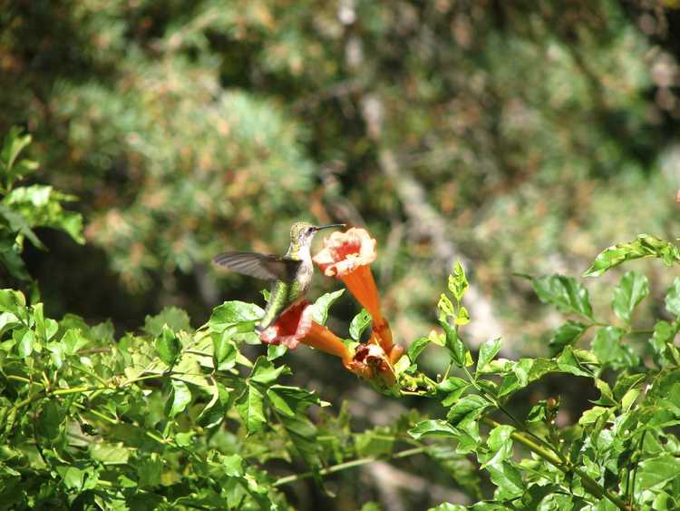 You are currently viewing Colibris et vignes trompettes – Attirer les colibris avec les vignes trompettes