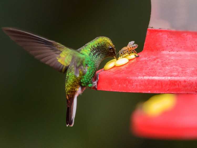 You are currently viewing Abeilles dans une mangeoire pour colibris – Pourquoi les guêpes aiment-elles les mangeoires pour colibris