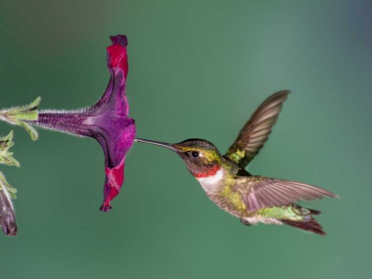 You are currently viewing Les oiseaux sont-ils des pollinisateurs : fleurs pollinisées par les oiseaux