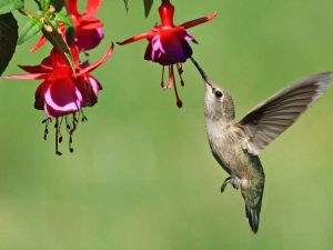 Lire la suite à propos de l’article Jardin d'ombre pour colibris : quelles plantes d'ombre qui attirent les colibris