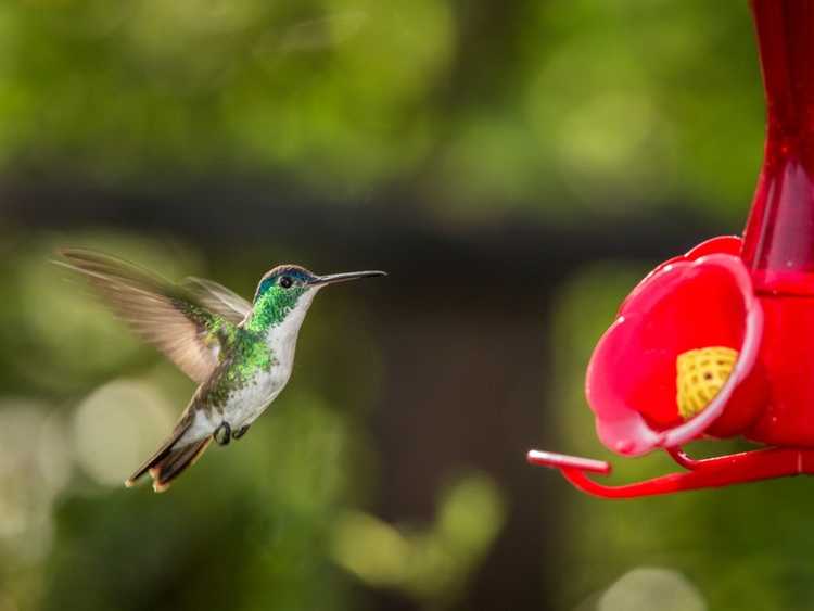 Lire la suite à propos de l’article Arrêtez les autres oiseaux sur les mangeoires pour colibris – D’autres oiseaux utilisent-ils une mangeoire pour colibris