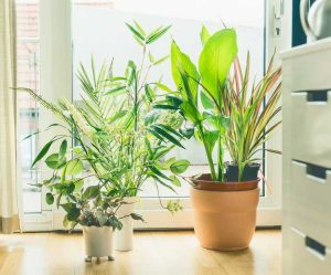 Lire la suite à propos de l’article Nombre de plantes purificatrices d’air – Combien de plantes pour un air pur à l’intérieur