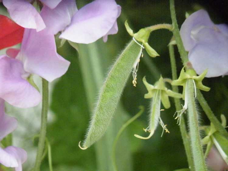 Lire la suite à propos de l’article Pouvez-vous manger des pois de senteur – Les plantes de pois de senteur sont-elles toxiques