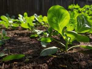 Lire la suite à propos de l’article Plantes d'ombre comestibles : herbes, fruits et légumes qui poussent à l'ombre