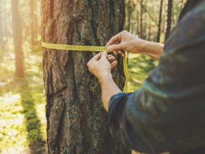 Lire la suite à propos de l’article Comment savoir quel âge a un arbre