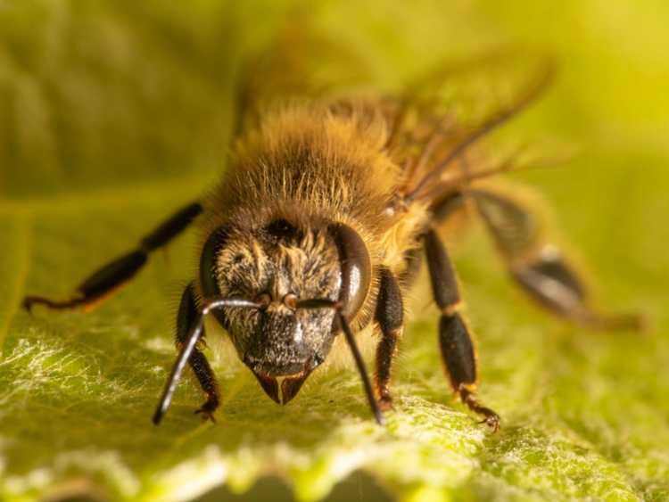 Lire la suite à propos de l’article Comment les abeilles voient-elles les fleurs ?