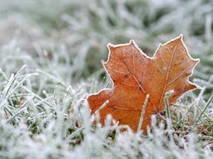 Lire la suite à propos de l’article Comment prédire le gel et protéger votre jardin