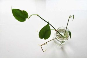 Lire la suite à propos de l’article Comment propager des plantes Philodendron : Conseils de propagation du Philodendron