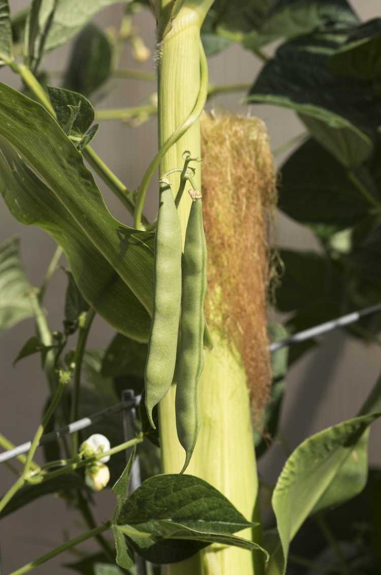 You are currently viewing Compagnons des plantes de haricots : ce qui pousse bien avec les haricots dans le jardin