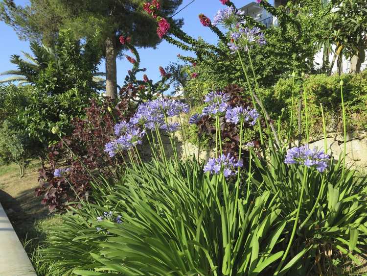 Lire la suite à propos de l’article Plantation d'accompagnement avec Agapanthus: bonnes plantes d'accompagnement pour Agapanthus