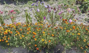 Lire la suite à propos de l’article Cultiver des plantes avec des asters : un guide des plantes compagnes des asters