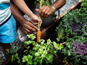 Lire la suite à propos de l’article Plantation d'accompagnement pour les carottes