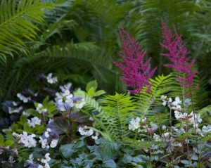 Lire la suite à propos de l’article Plantation d'accompagnement d'Astilbe: Plantes d'accompagnement pour Astilbe