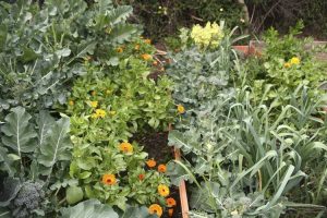 Lire la suite à propos de l’article Compagnons du brocoli : plantes compagnes appropriées pour le brocoli