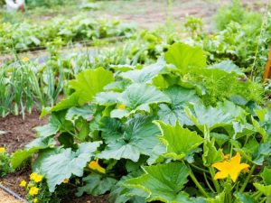 Lire la suite à propos de l’article Compagnon plantant des courges dans le jardin