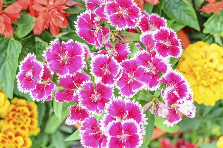 You are currently viewing Plantes d'accompagnement pour le dianthus – Conseils sur quoi planter avec du dianthus