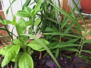 Lire la suite à propos de l’article Compagnons des plantes de gingembre : découvrez les plantes qui prospèrent avec le gingembre