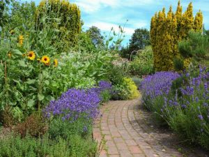 Lire la suite à propos de l’article Quelles sont les meilleures plantes à cultiver avec la lavande