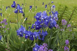 Lire la suite à propos de l’article Plantes compagnes d'iris appropriées: que planter avec de l'iris dans le jardin