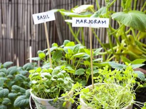 Lire la suite à propos de l’article Plantes compagnes de marjolaine – Que planter avec des herbes de marjolaine