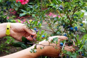 Lire la suite à propos de l’article Compagnons des plants de bleuets – Apprenez quoi planter avec des bleuets