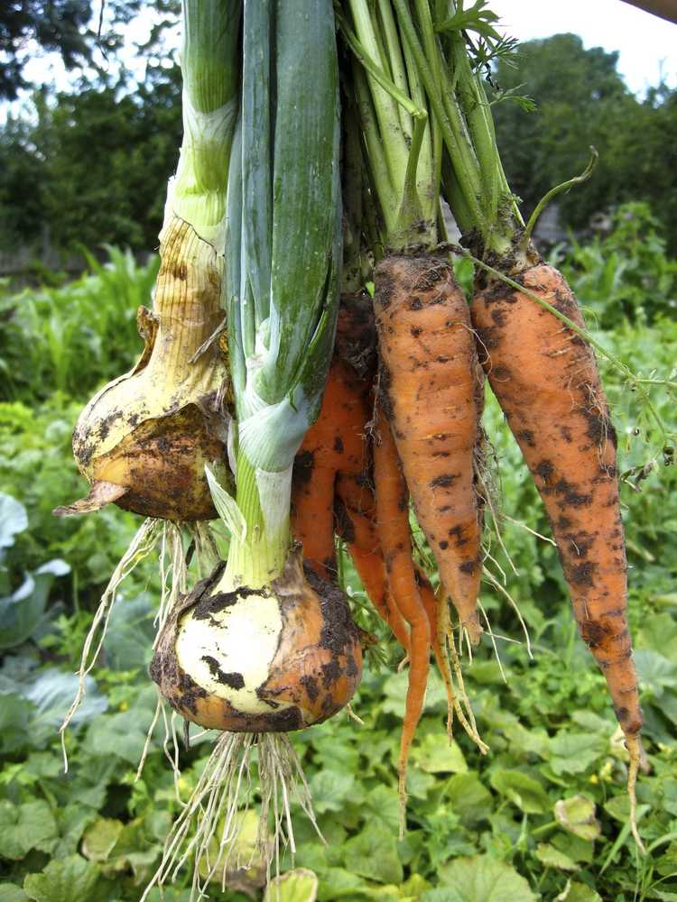 You are currently viewing Plantes compagnes pour les poireaux : que cultiver à côté des poireaux