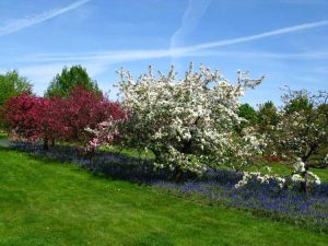 Lire la suite à propos de l’article Compagnons du pommier : que planter sous les pommiers