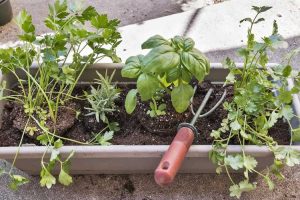 Lire la suite à propos de l’article Que planter avec du romarin : choisir des plantes compagnes pour le romarin