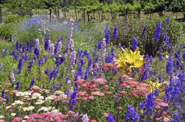 You are currently viewing Plantes compagnes de Delphinium – Quels sont les bons compagnons pour Delphinium