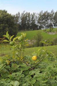 Lire la suite à propos de l’article Compagnons des agrumes : que planter sous un agrume