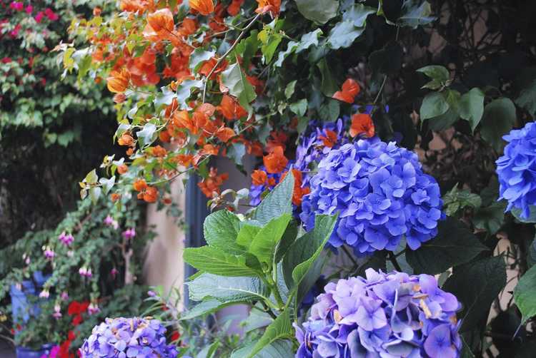 You are currently viewing Compagnons des plantes d'hortensias – Conseils pour planter à côté des hortensias