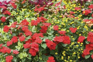Lire la suite à propos de l’article Impatiens Plant Companions – Que planter avec Impatiens dans le jardin