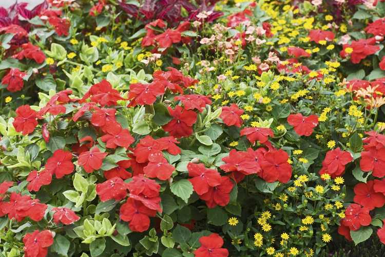 You are currently viewing Impatiens Plant Companions – Que planter avec Impatiens dans le jardin