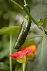 Lire la suite à propos de l’article Plantes compagnes Jalapeno – Que puis-je planter avec des piments Jalapeno