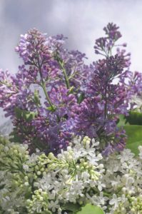 Lire la suite à propos de l’article Plantes compagnes de lilas – Que planter avec des buissons de lilas