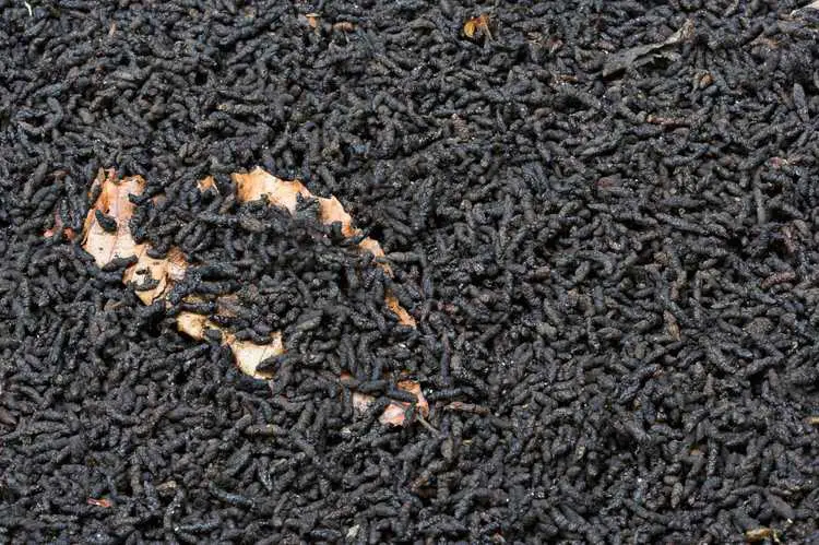 Lire la suite à propos de l’article Thé de compost de fumier de chauve-souris : utiliser le thé Guano de chauve-souris dans les jardins