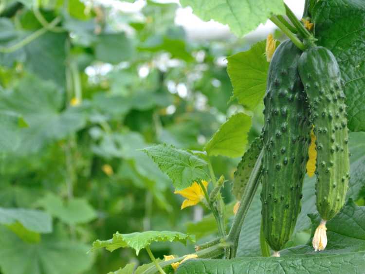 You are currently viewing Le plant de concombre laisse tomber ses fruits – Pourquoi les concombres tombent-ils de la vigne