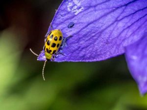 Lire la suite à propos de l’article Contrôler les chrysomèles du concombre – Comment dissuader les chrysomèles du concombre dans le jardin