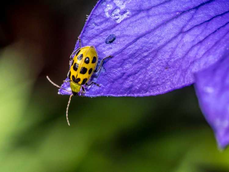 You are currently viewing Contrôler les chrysomèles du concombre – Comment dissuader les chrysomèles du concombre dans le jardin