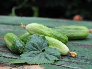 Lire la suite à propos de l’article Raisons des concombres blancs : Pourquoi le fruit du concombre devient blanc