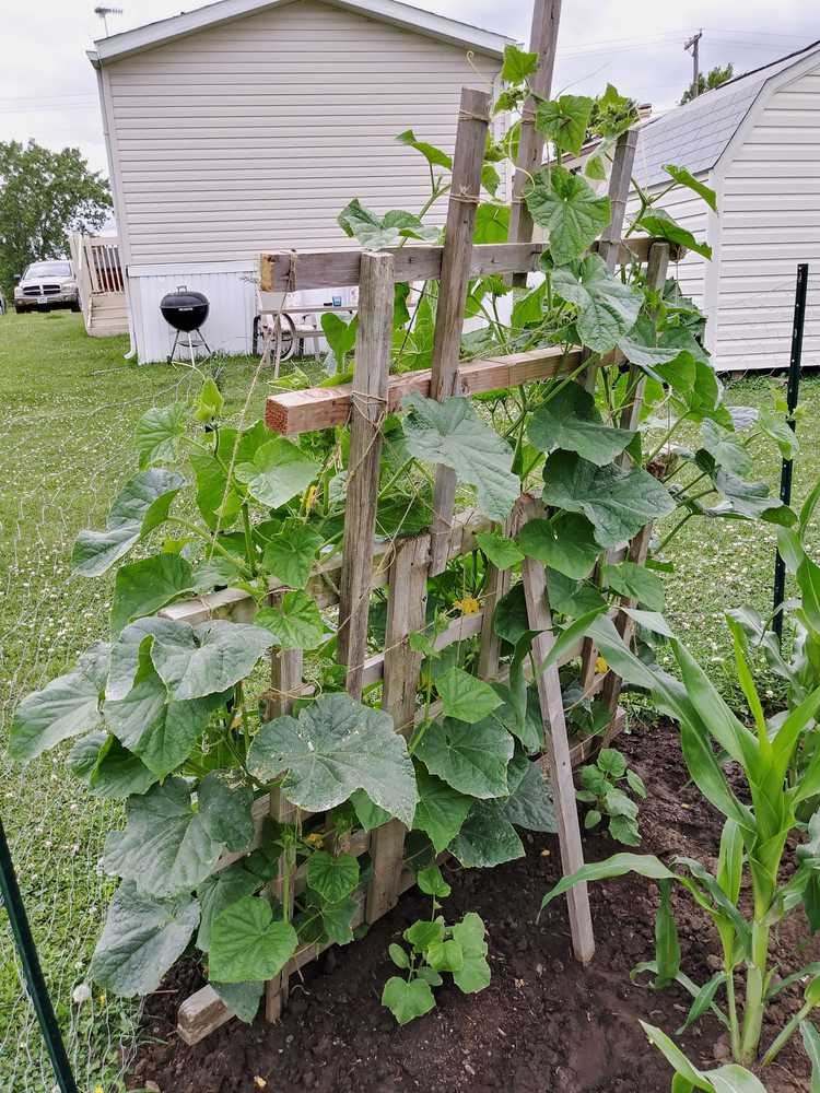 You are currently viewing Informations sur la plantation de concombres sur une clôture