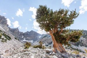 Lire la suite à propos de l’article Informations sur le pin Bristlecone – Plantation de pins Bristlecone dans les paysages