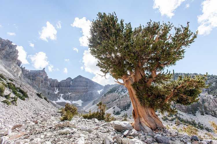 You are currently viewing Informations sur le pin Bristlecone – Plantation de pins Bristlecone dans les paysages