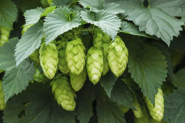 You are currently viewing Raisons pour lesquelles il n'y a pas de cônes sur le houblon : comment obtenir des cônes sur les plants de houblon