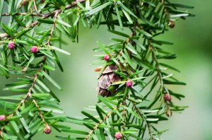 Lire la suite à propos de l’article Conifères aimant l'ombre – Sélection de conifères pour les jardins ombragés